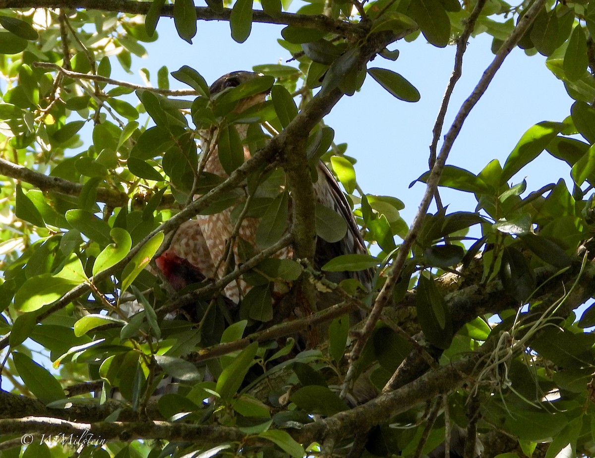 Cooper's Hawk - ML620694152