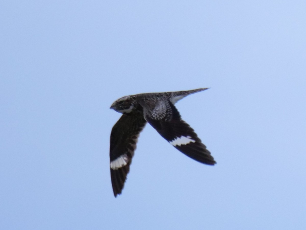 Common Nighthawk - ML620694156