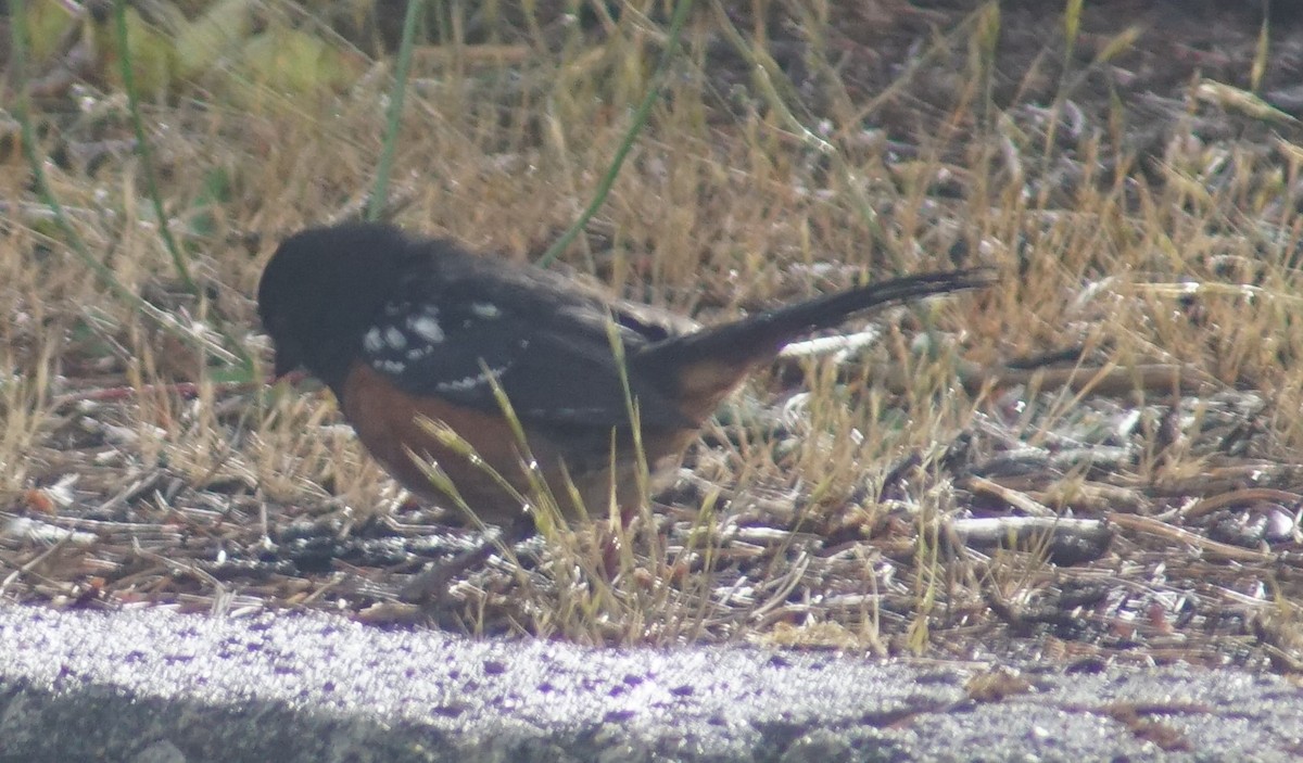 Spotted Towhee - ML620694157