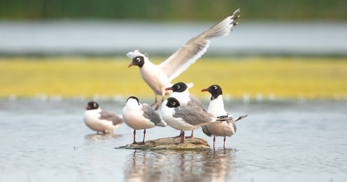 Franklin's Gull - ML620694159