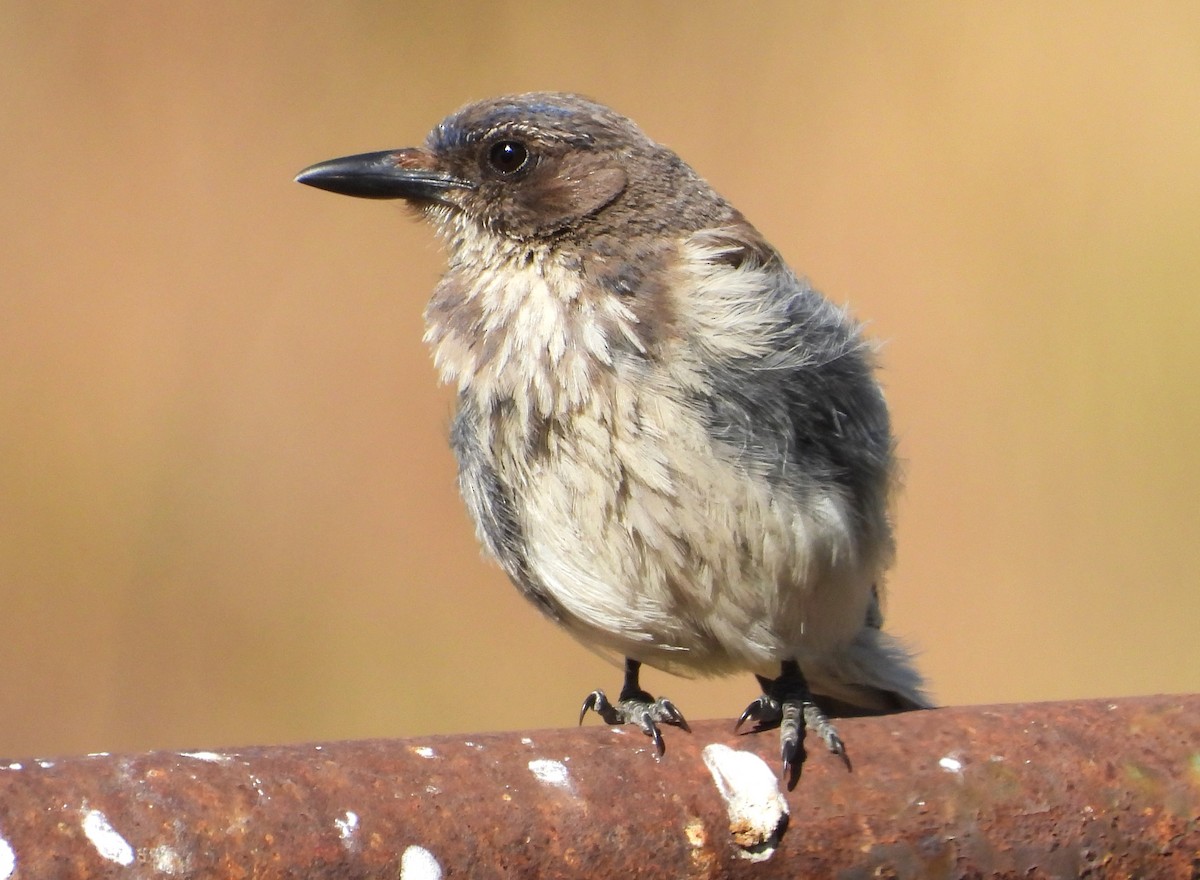 California Scrub-Jay - ML620694163