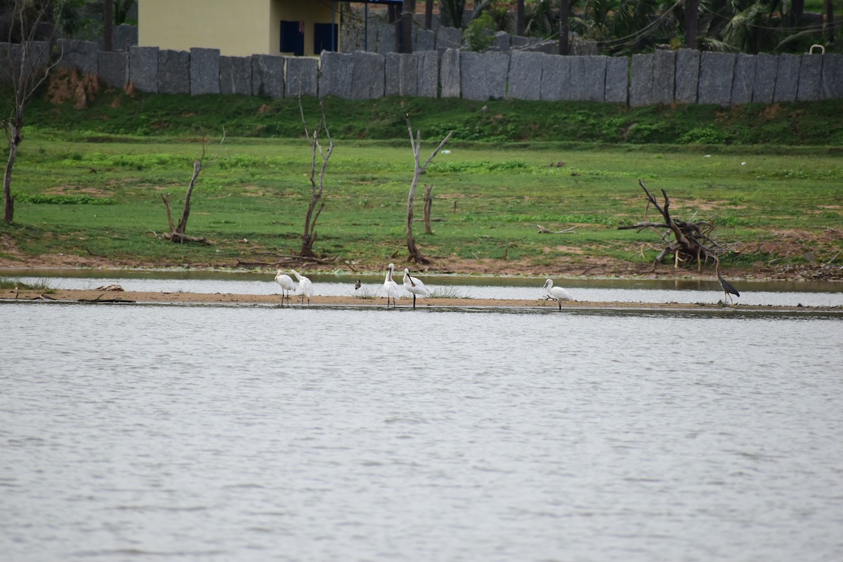 Eurasian Spoonbill - Harish Padmashali