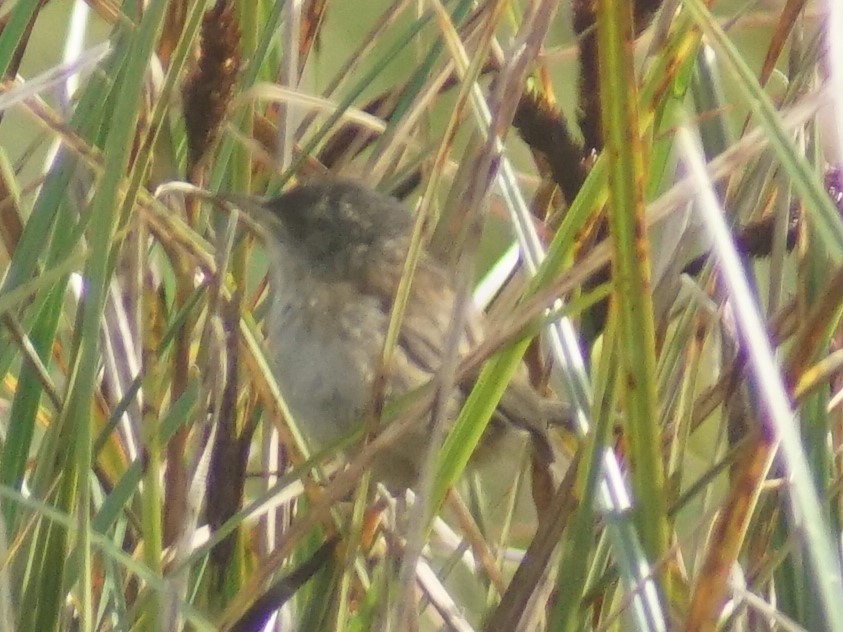 Marsh Wren - ML620694166