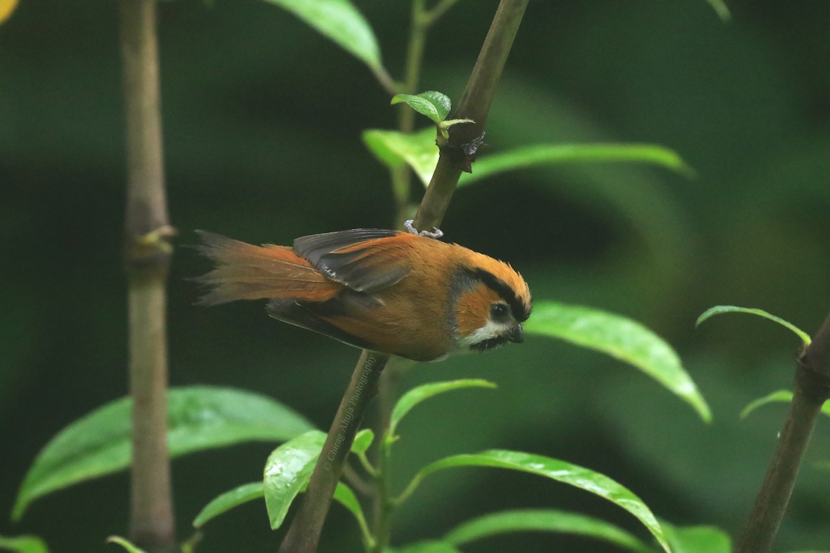 Black-throated Parrotbill - ML620694168