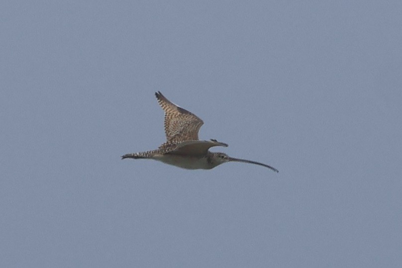 Long-billed Curlew - ML620694170