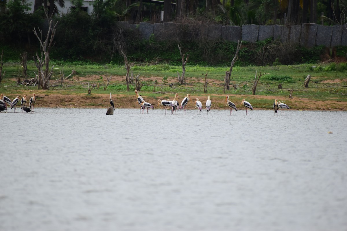 Painted Stork - ML620694171