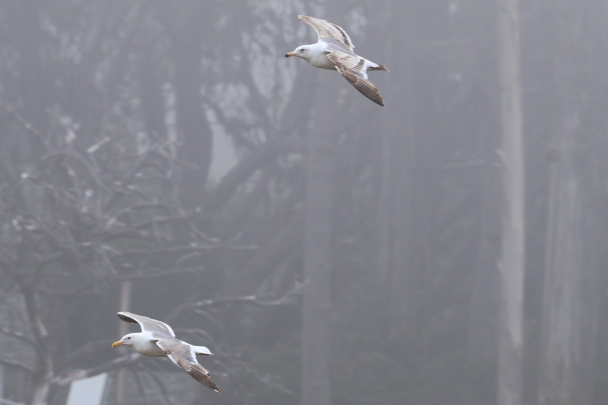 California Gull - ML620694172