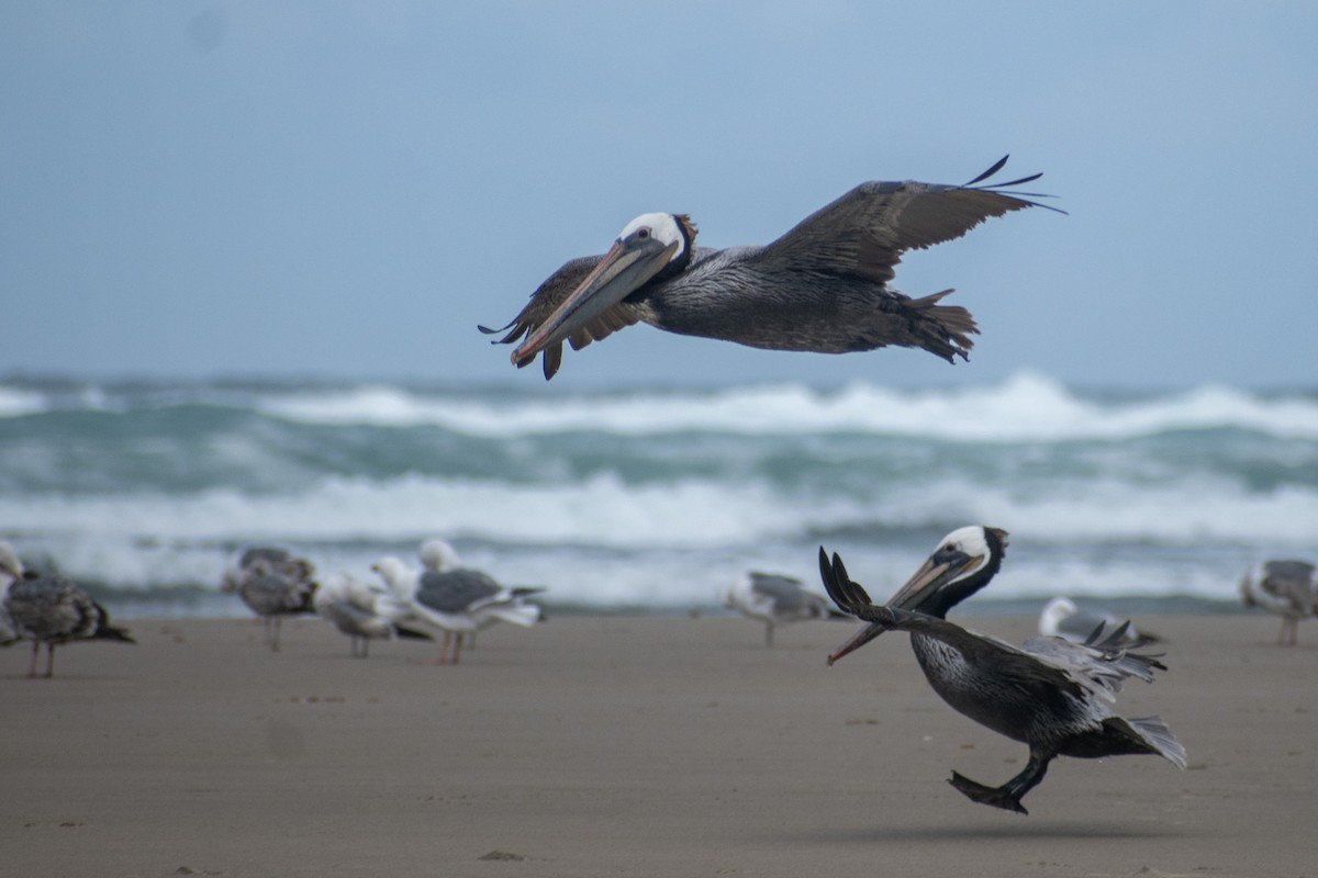 Brown Pelican - ML620694175