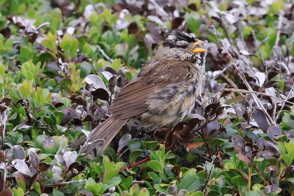 White-crowned Sparrow (nuttalli) - ML620694176