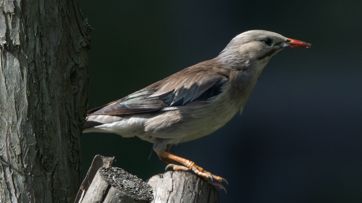 White-cheeked Starling - ML620694177