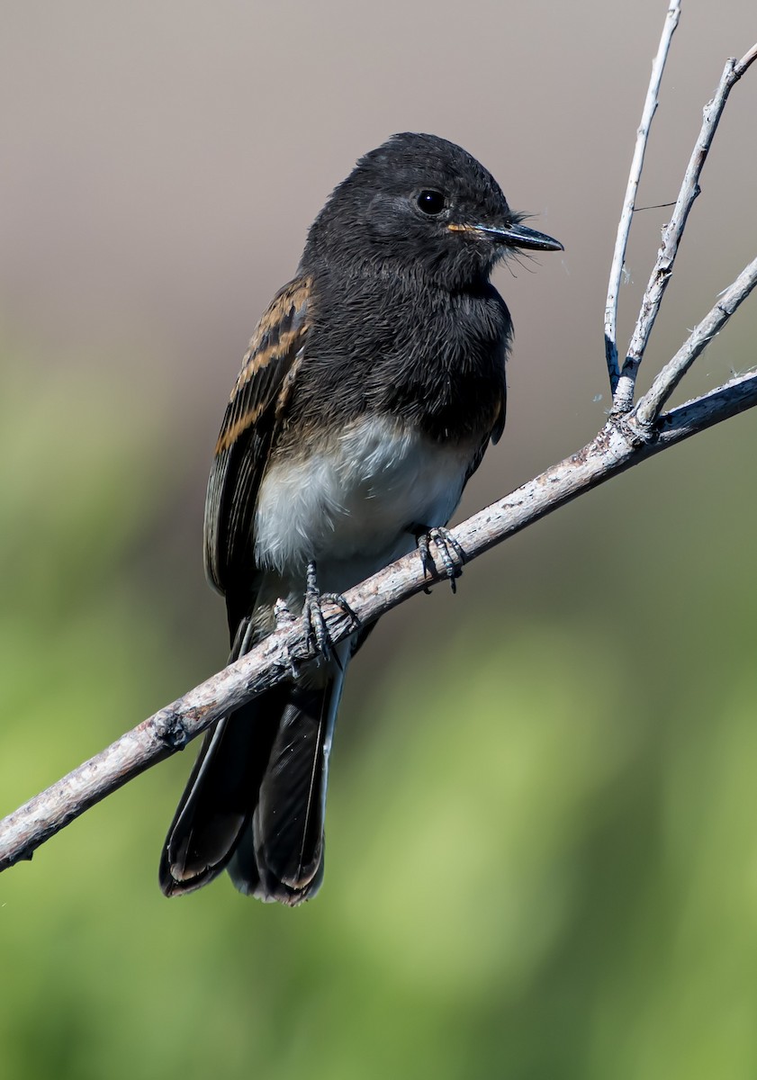 Black Phoebe - ML620694181