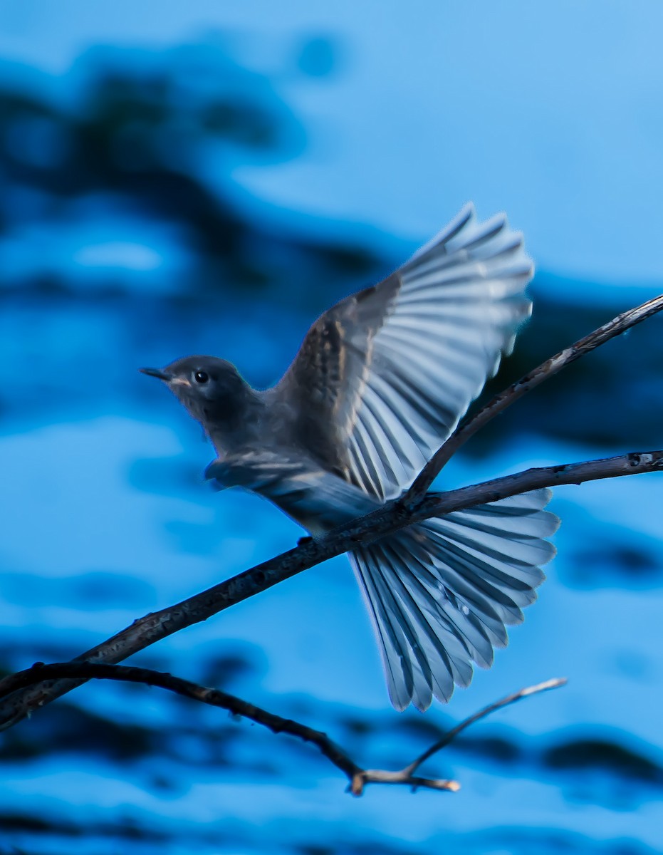 Blue-gray Gnatcatcher - ML620694187