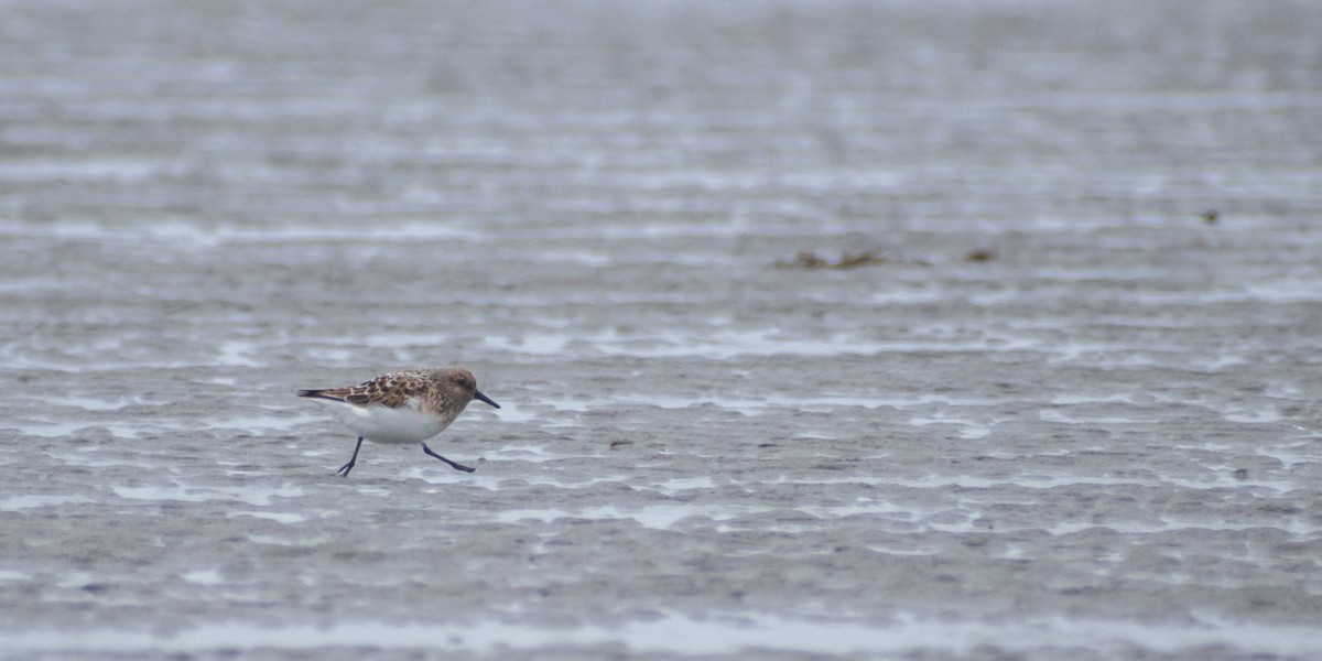 Bécasseau sanderling - ML620694188