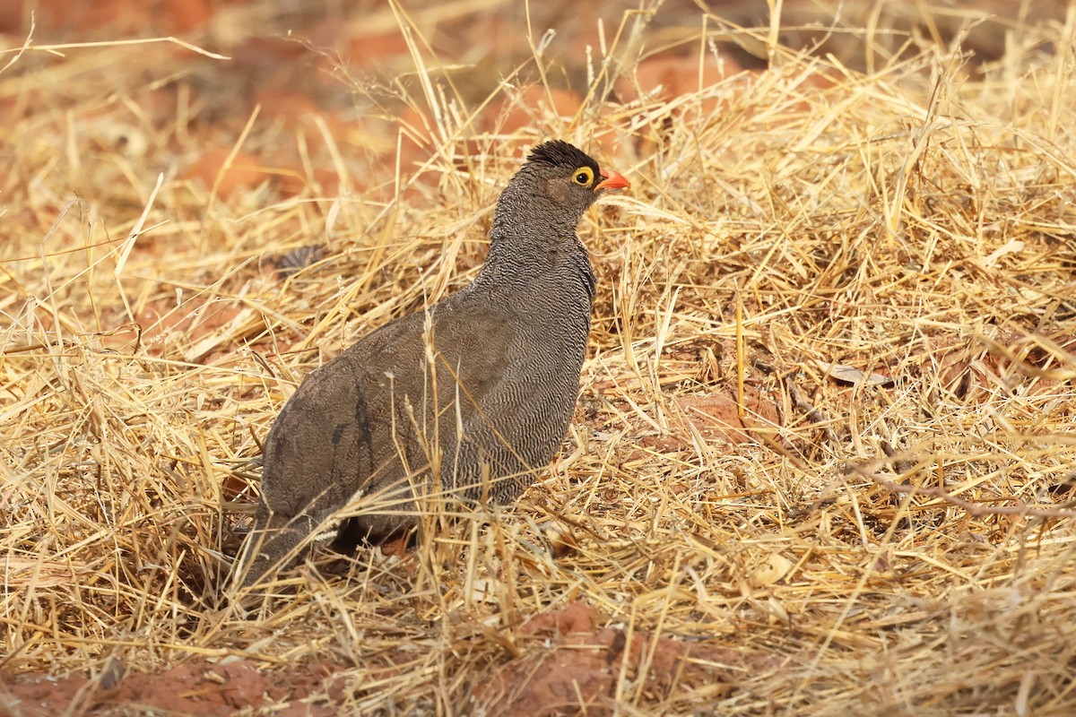 Francolin à bec rouge - ML620694192