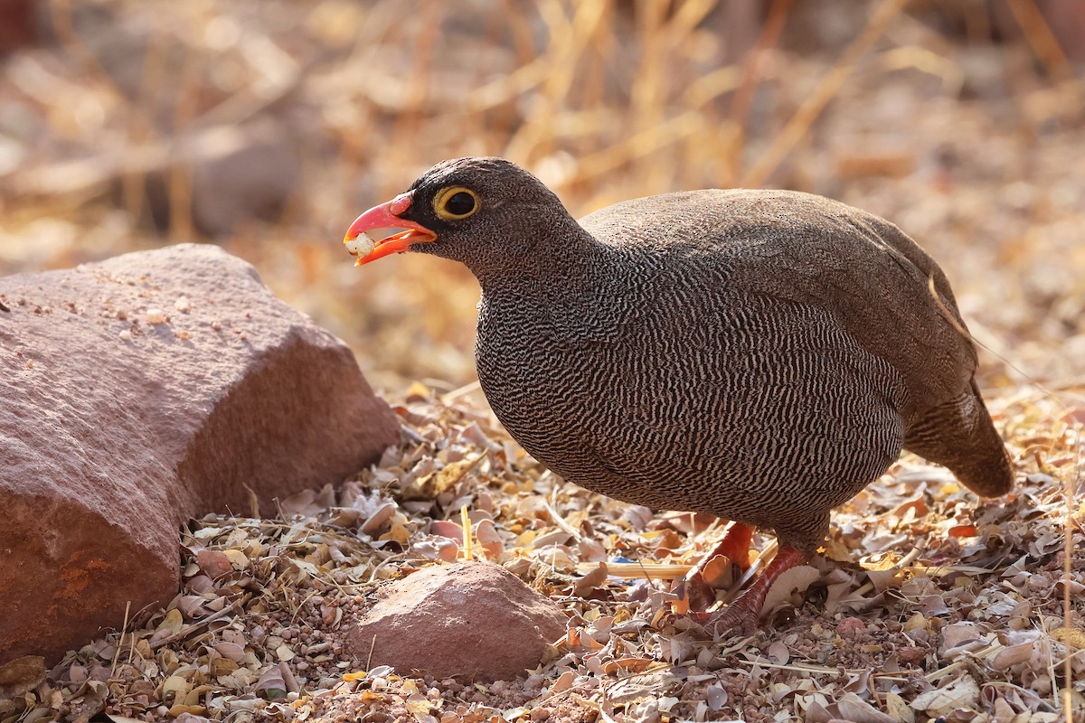 Francolin à bec rouge - ML620694193