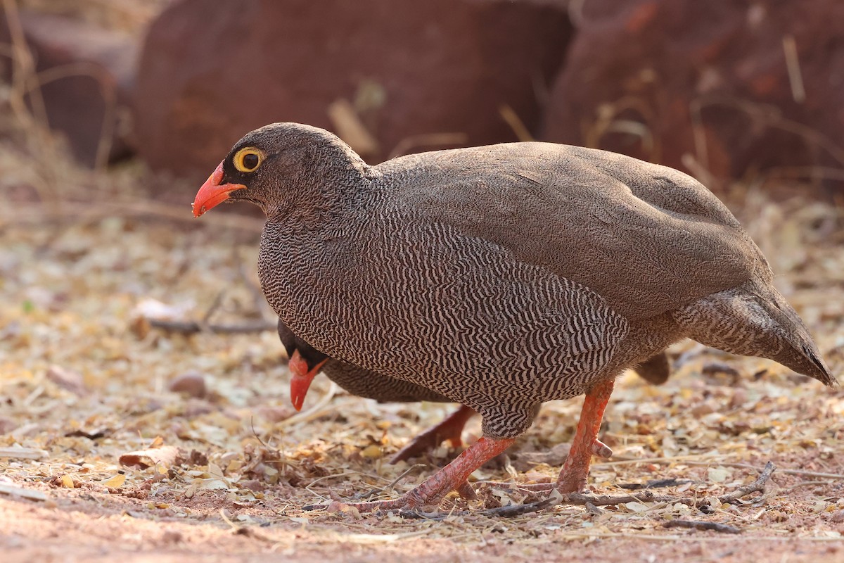 Red-billed Spurfowl - ML620694194