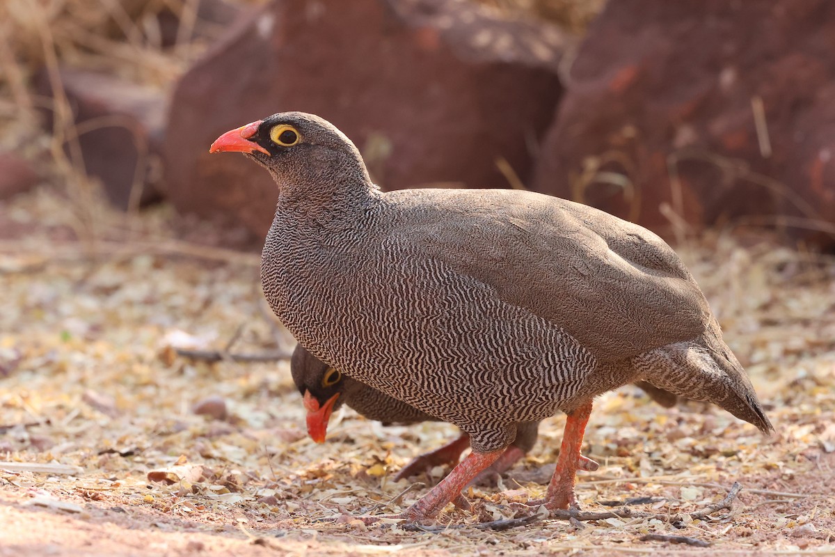 Francolin à bec rouge - ML620694195