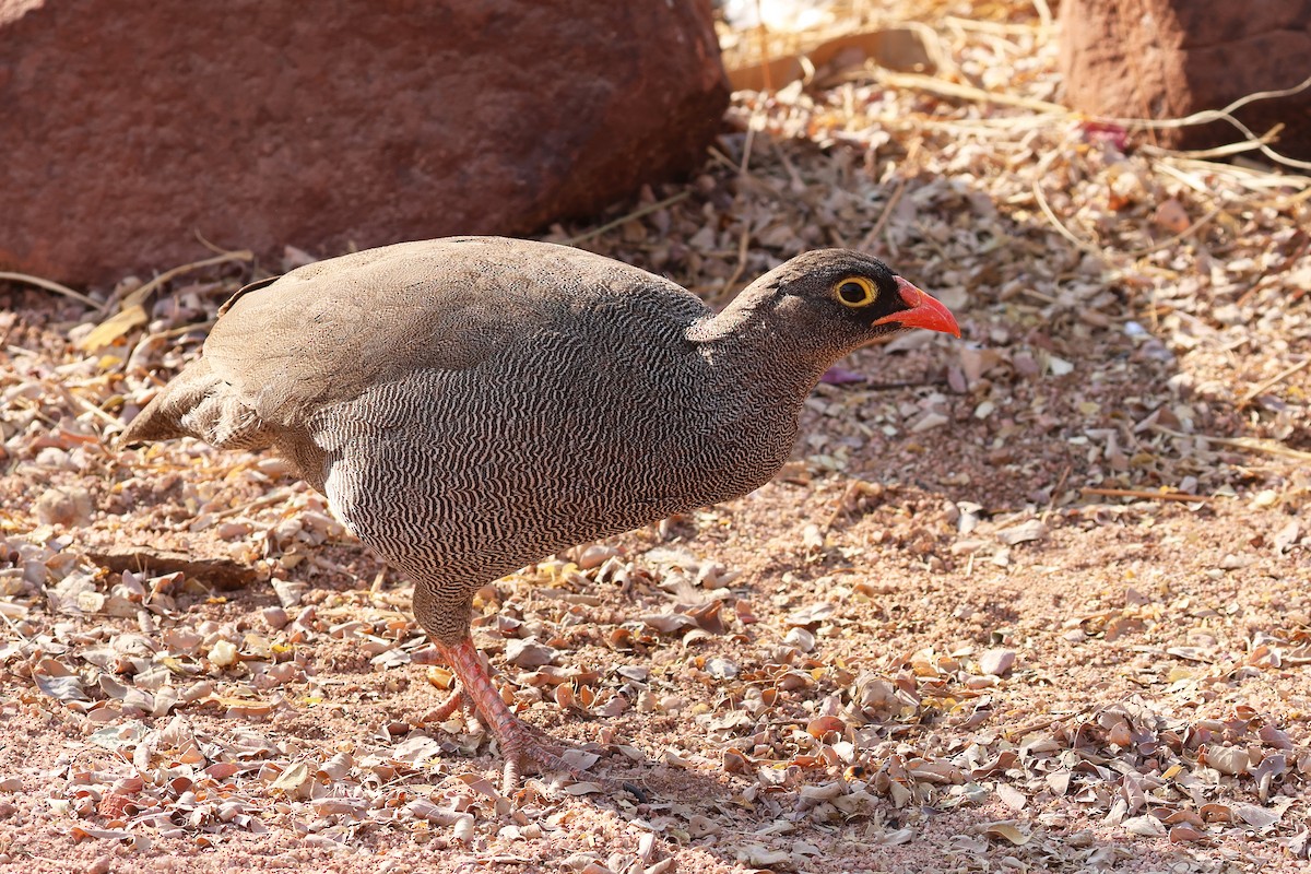 Francolin à bec rouge - ML620694196