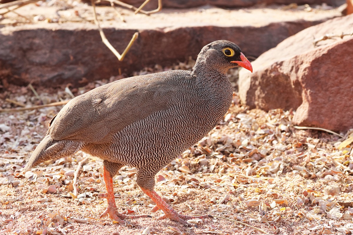 Francolin à bec rouge - ML620694197