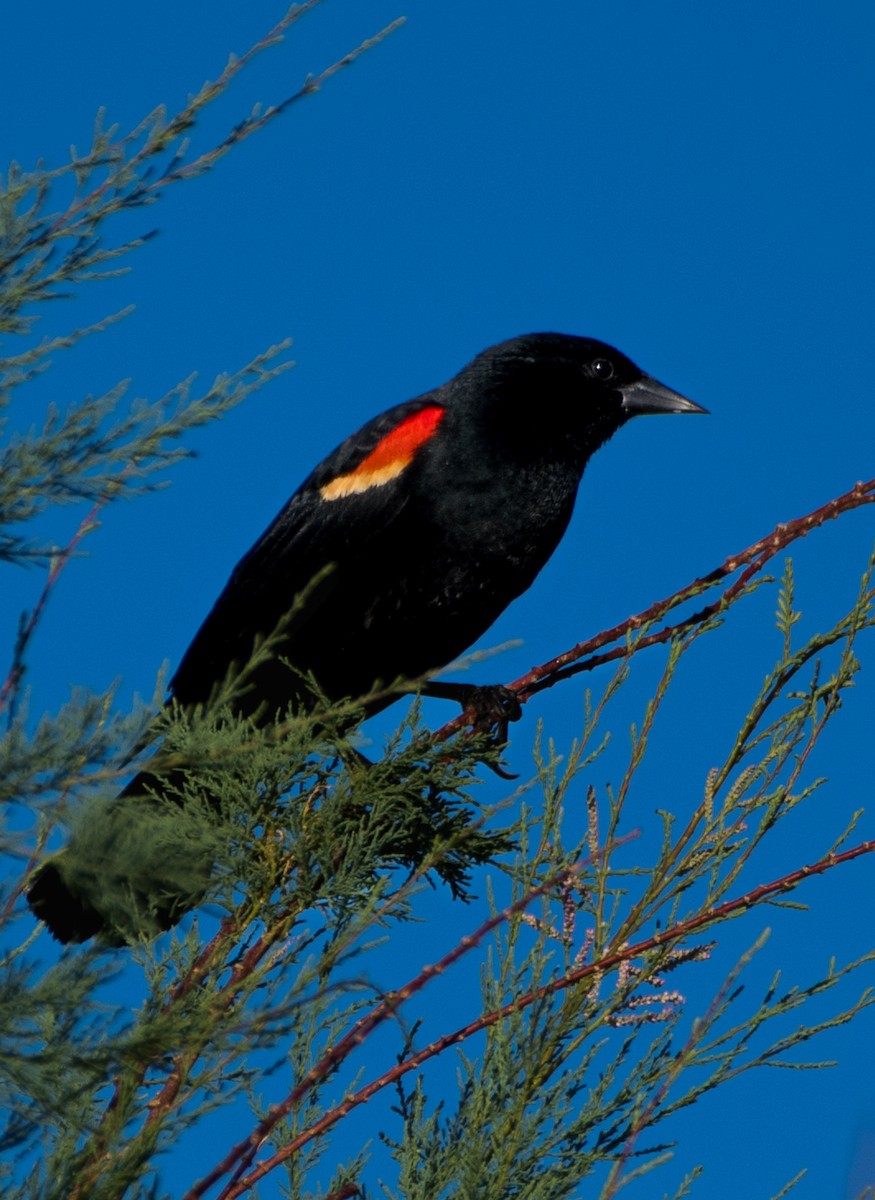 Red-winged Blackbird - ML620694200