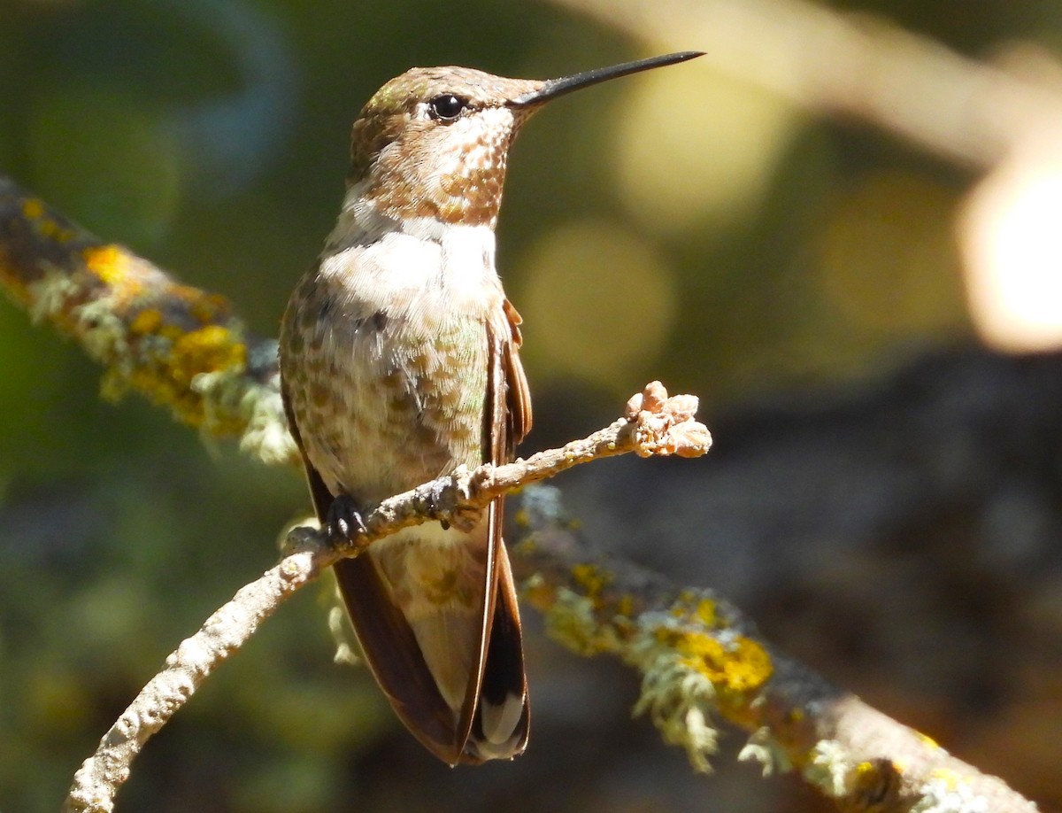 Anna's Hummingbird - ML620694201