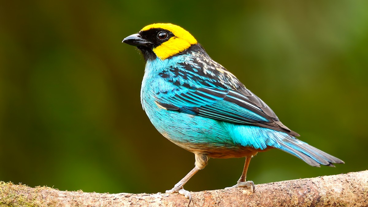 Saffron-crowned Tanager - ML620694203