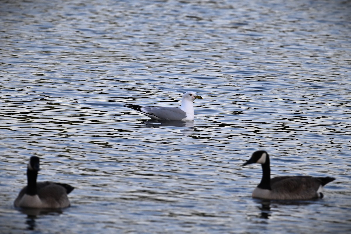 Ring-billed Gull - ML620694205