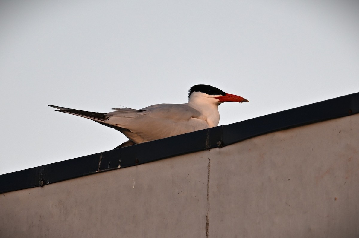 Caspian Tern - ML620694206