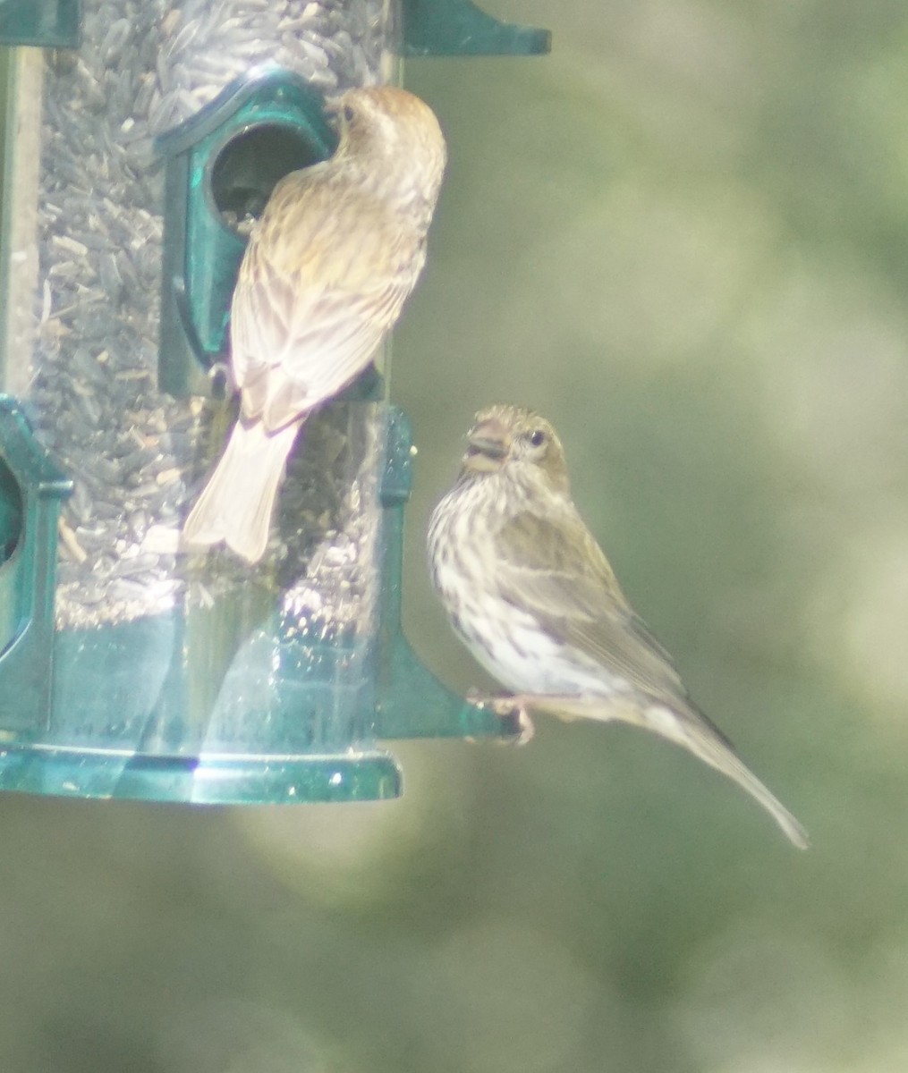 Purple Finch - ML620694208