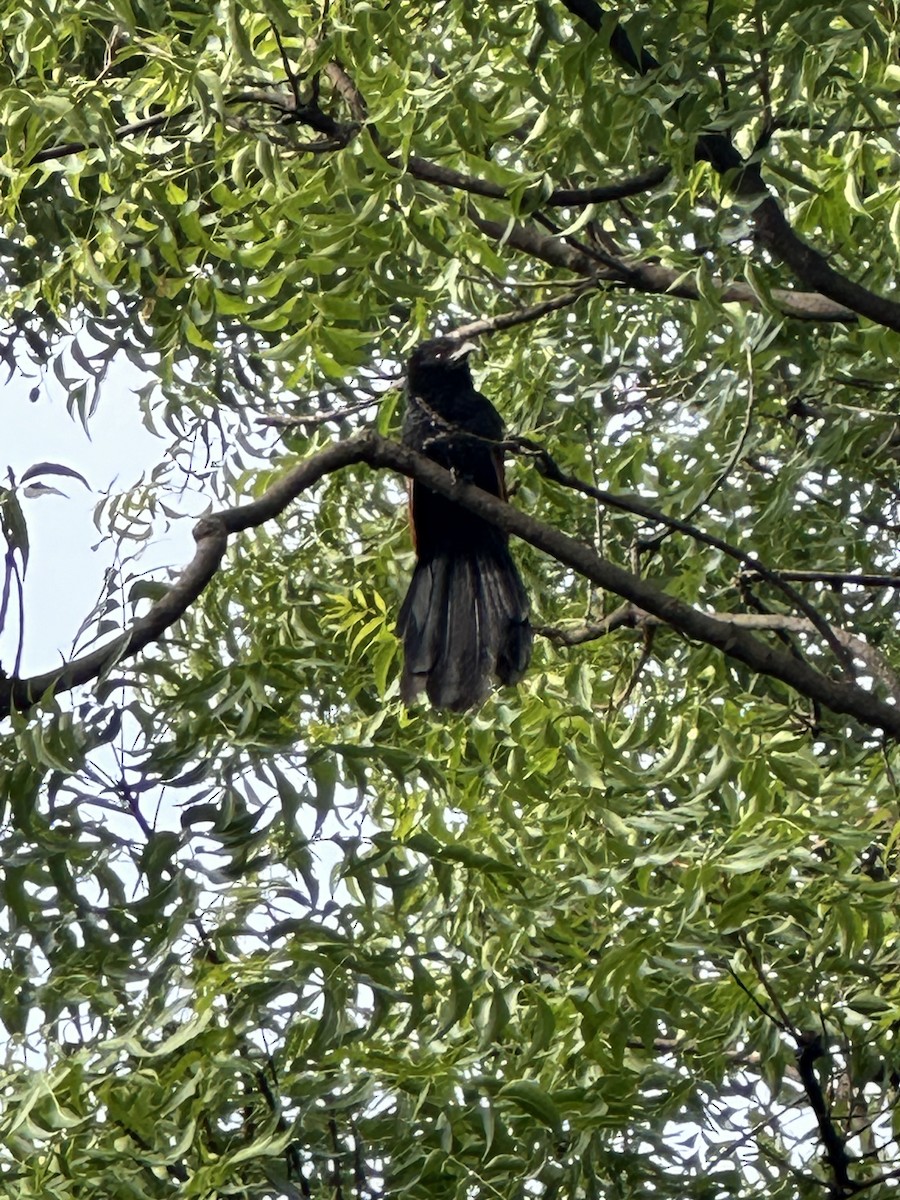 Greater Coucal (Southern) - ML620694210