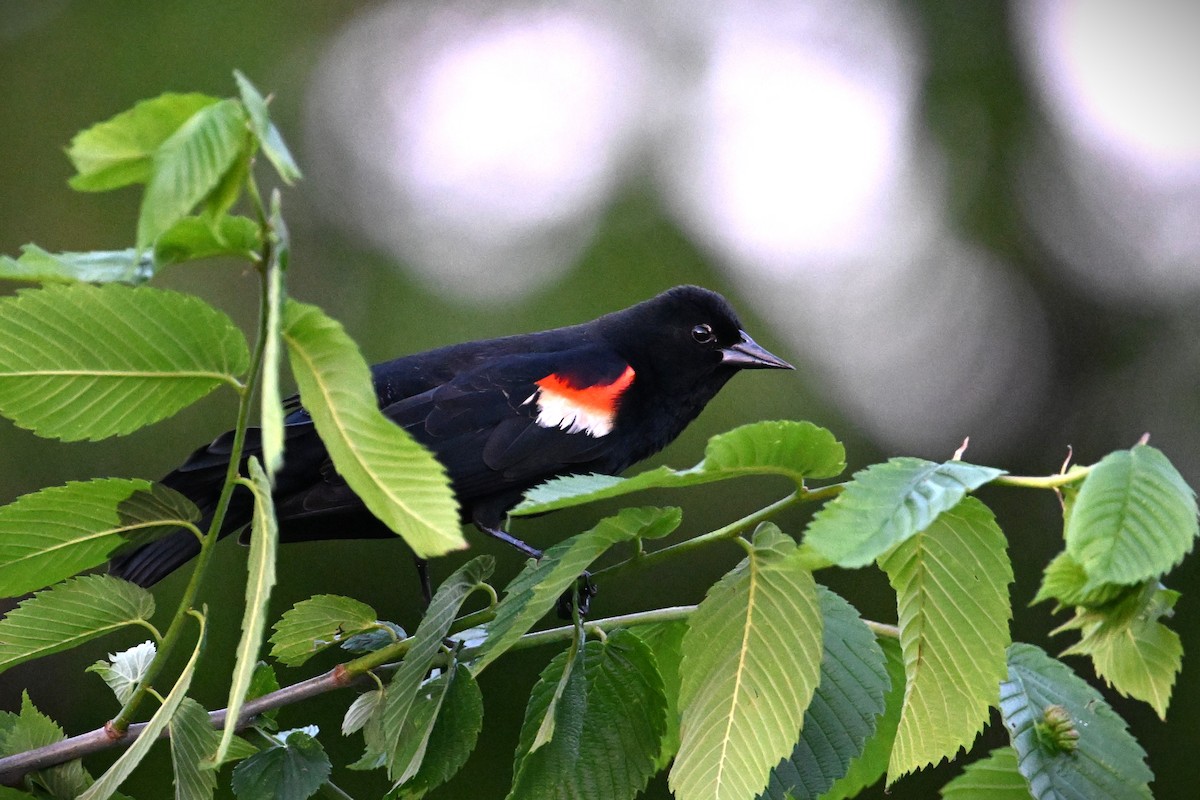 Red-winged Blackbird - ML620694213