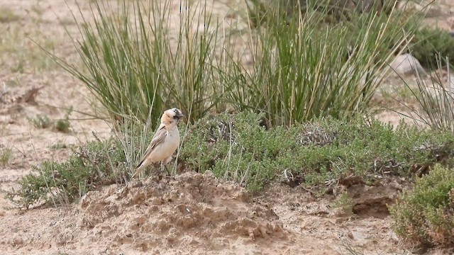 Blanford's Snowfinch - ML620694214