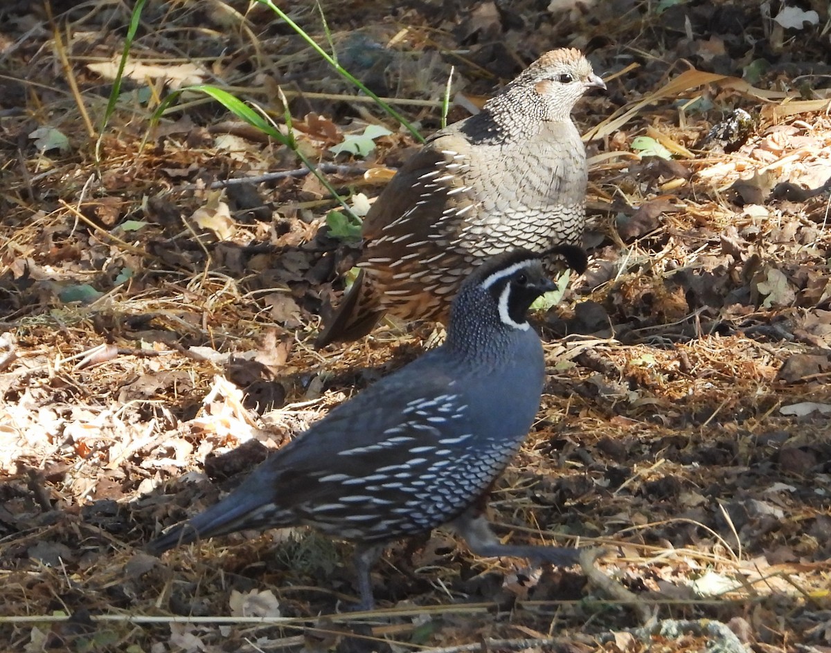 California Quail - ML620694218