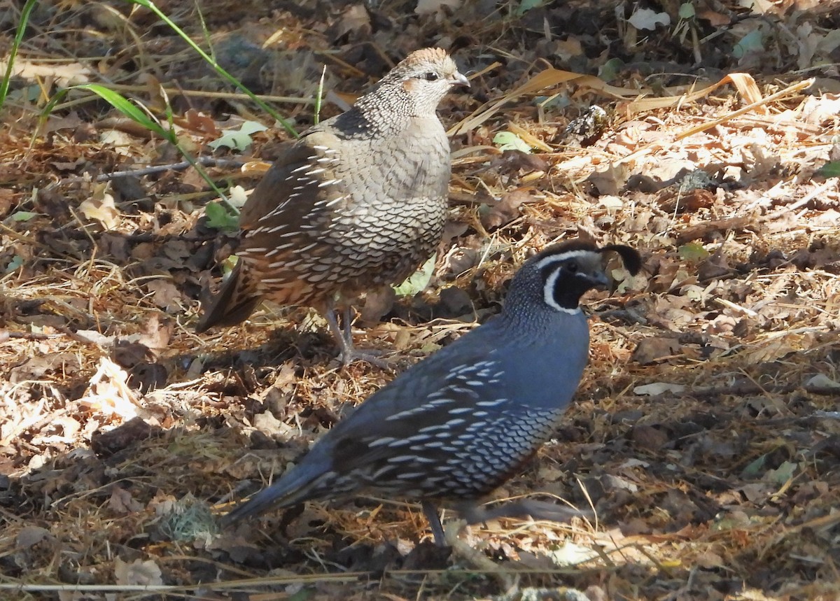 California Quail - ML620694219