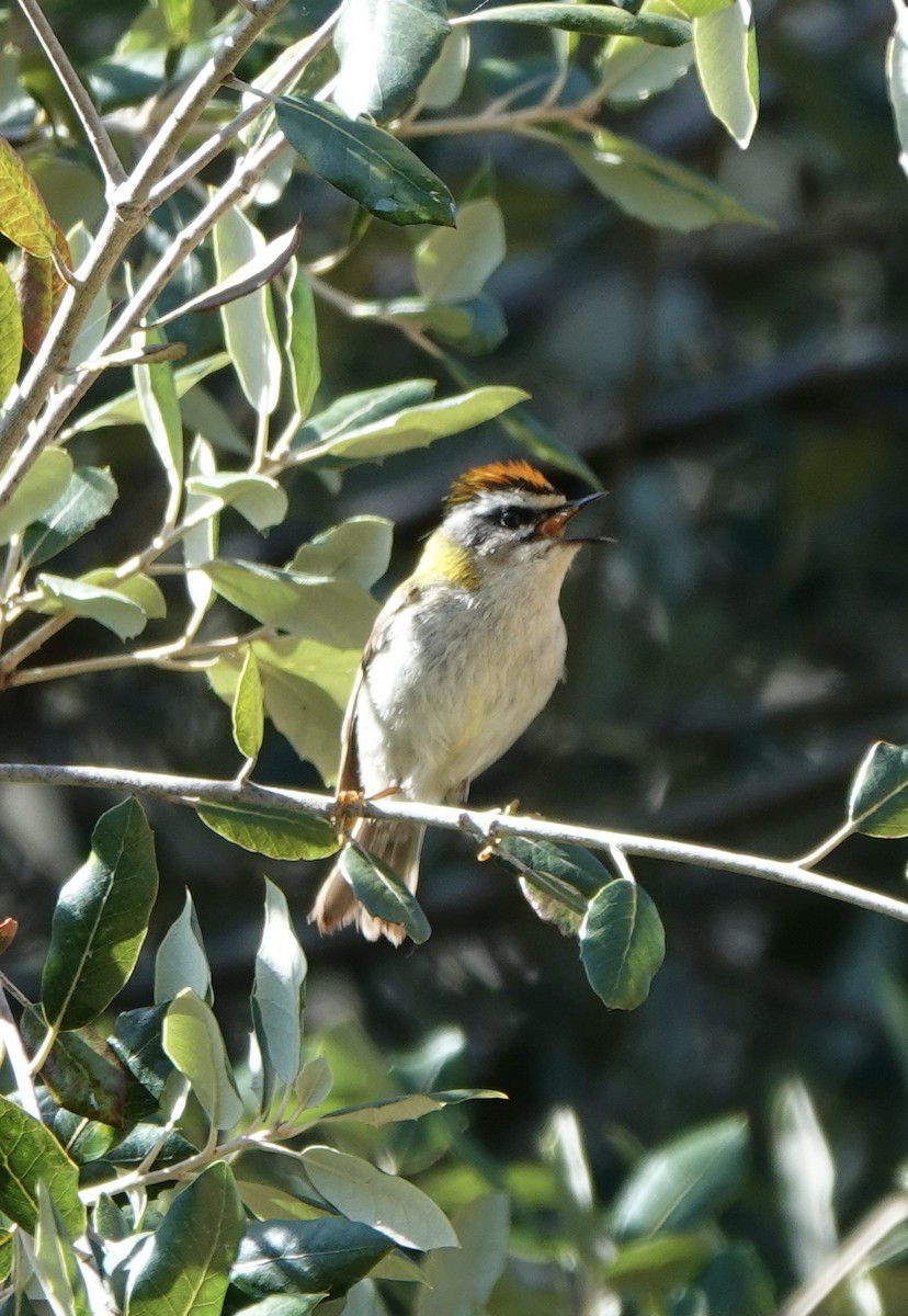 Common Firecrest - ML620694221