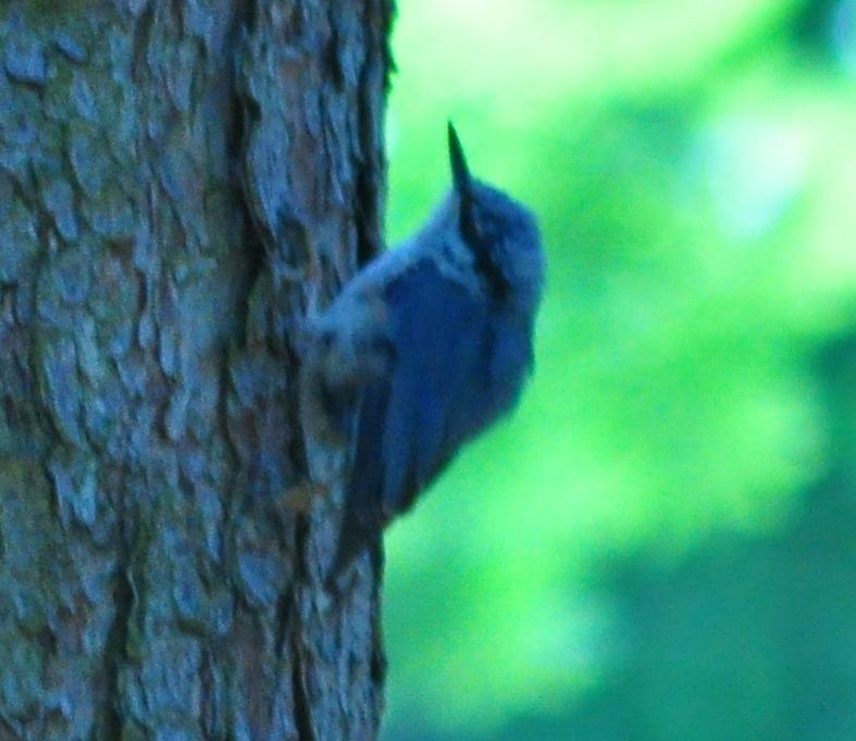 Eurasian Nuthatch - ML620694222