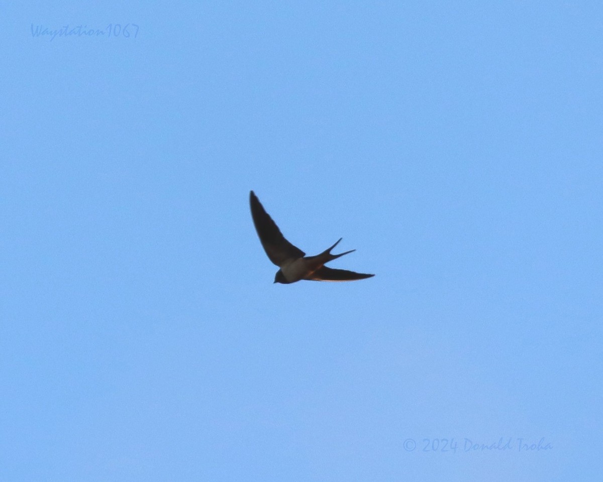 Barn Swallow - Donald Troha