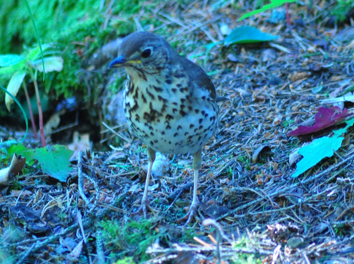 Song Thrush - ML620694224