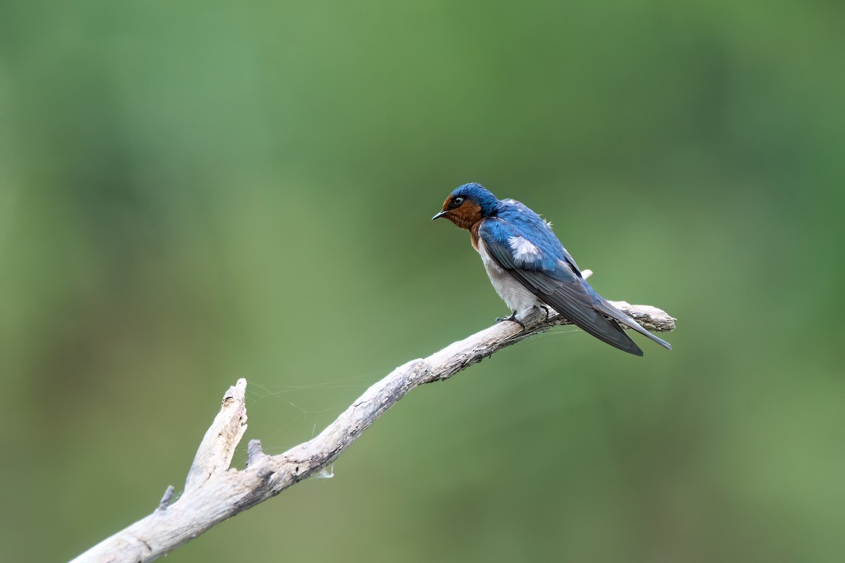 Golondrina Australiana - ML620694225