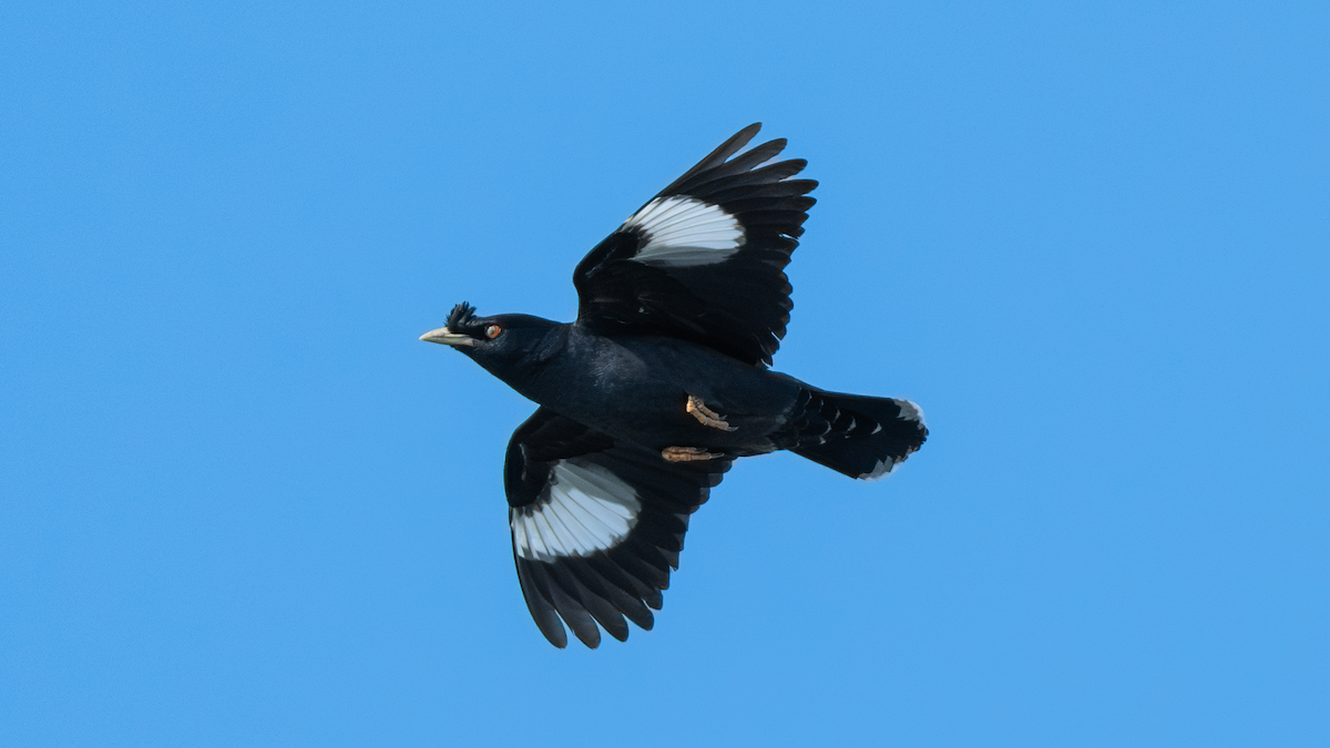 Crested Myna - ML620694229