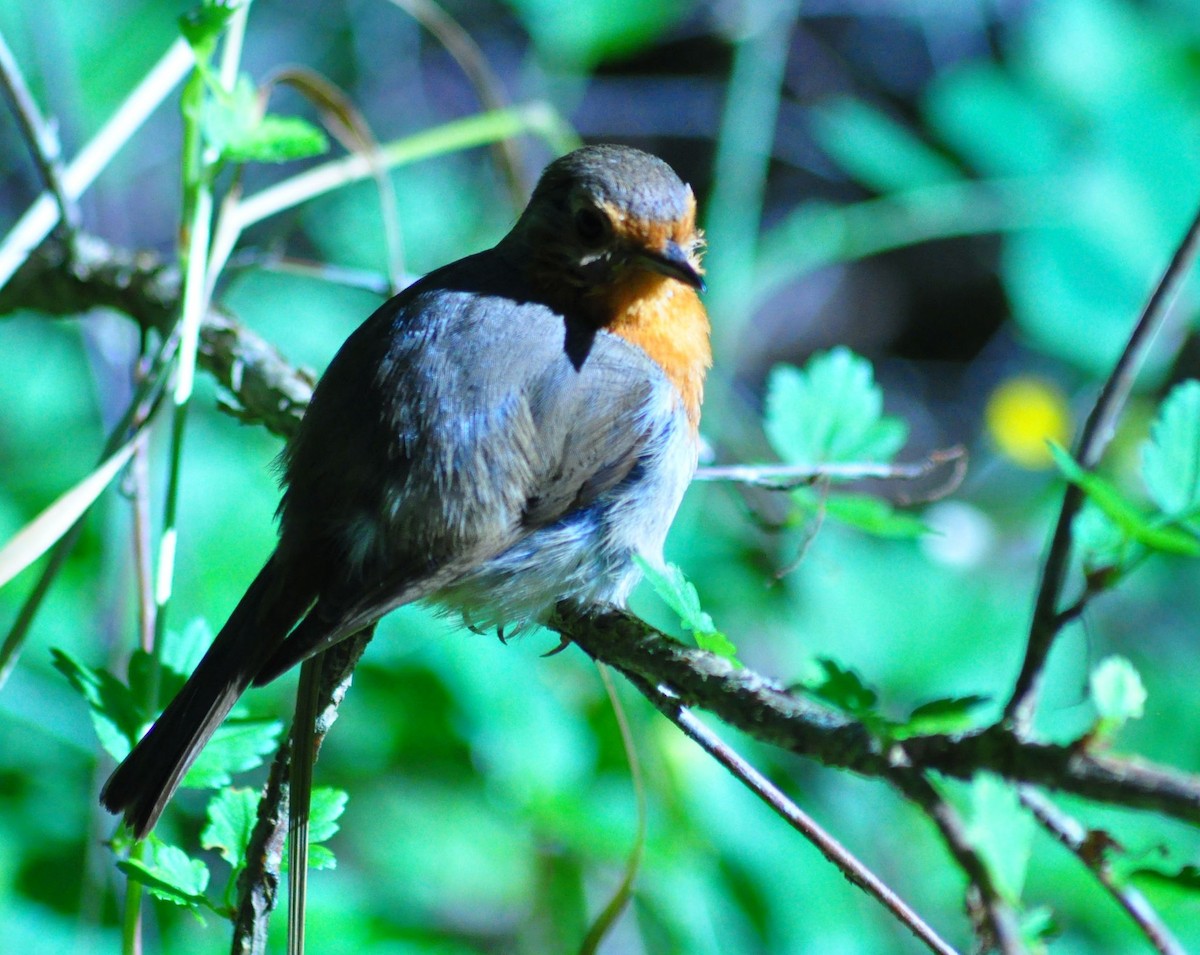 European Robin - ML620694232