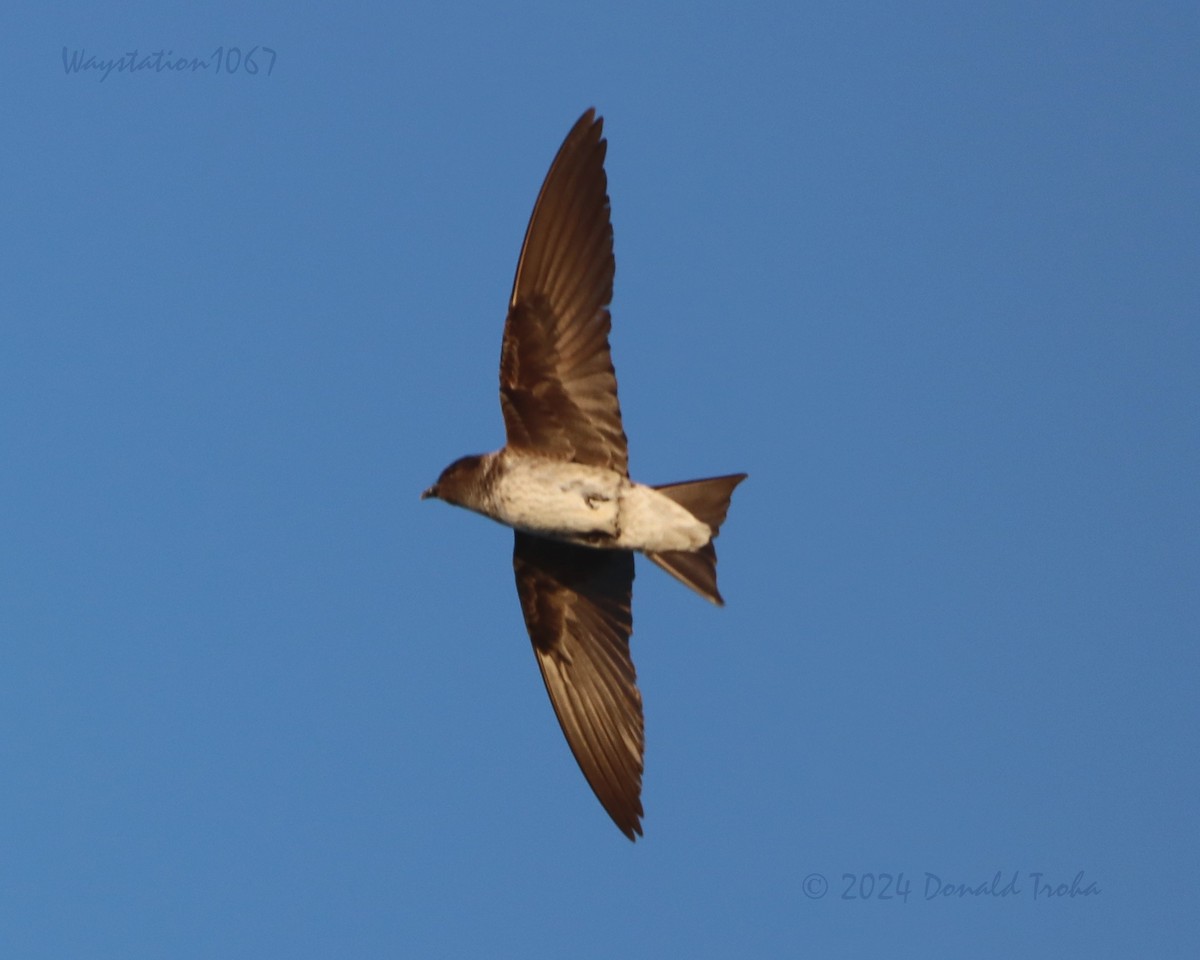 Purple Martin - ML620694233