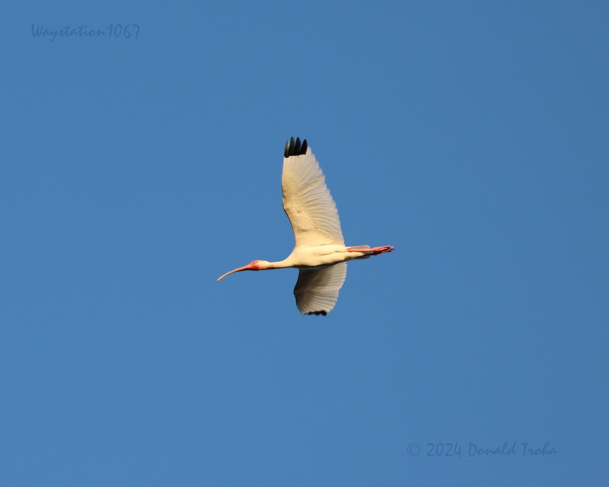 White Ibis - ML620694237