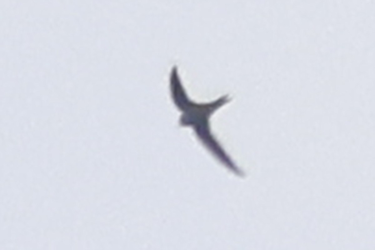 Bradfield's Swift - ML620694239