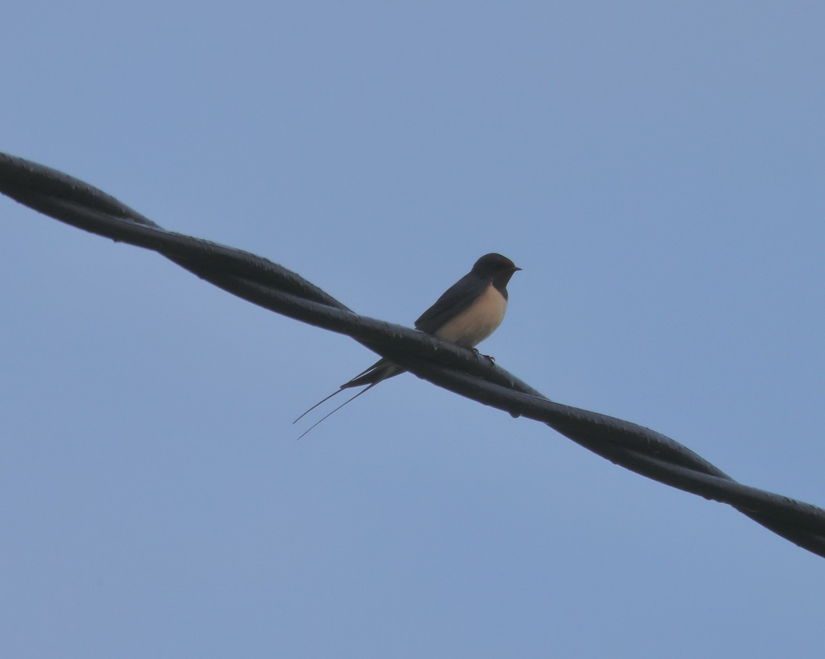 Barn Swallow - ML620694241