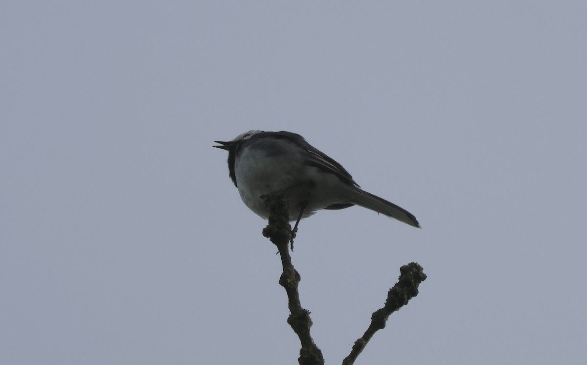 White Wagtail - ML620694247