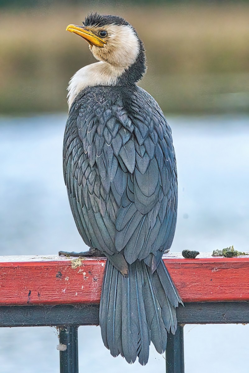 Little Pied Cormorant - ML620694248