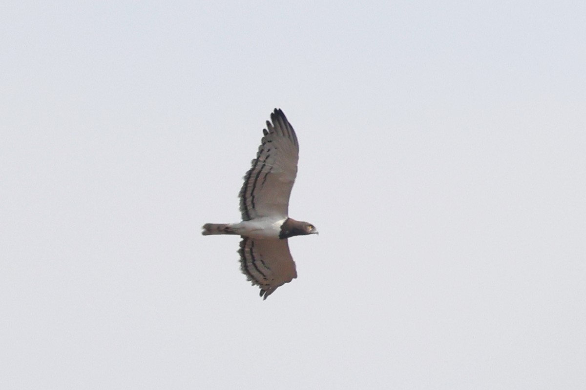 Black-chested Snake-Eagle - ML620694252