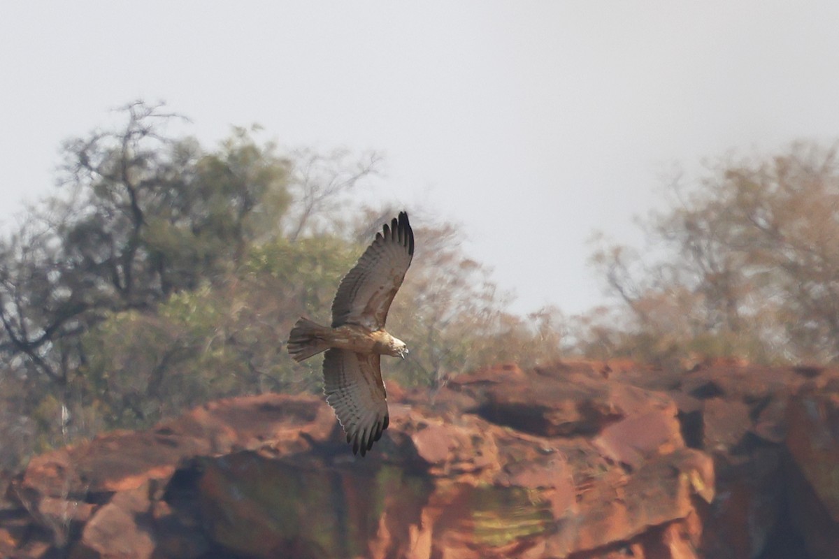 Black-chested Snake-Eagle - ML620694253