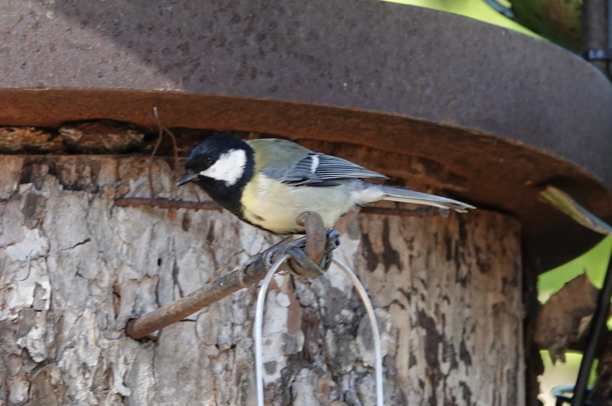 Great Tit - ML620694254